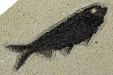 Multiple Fossil Fish (Knightia) Plate - Wyoming #349269-2